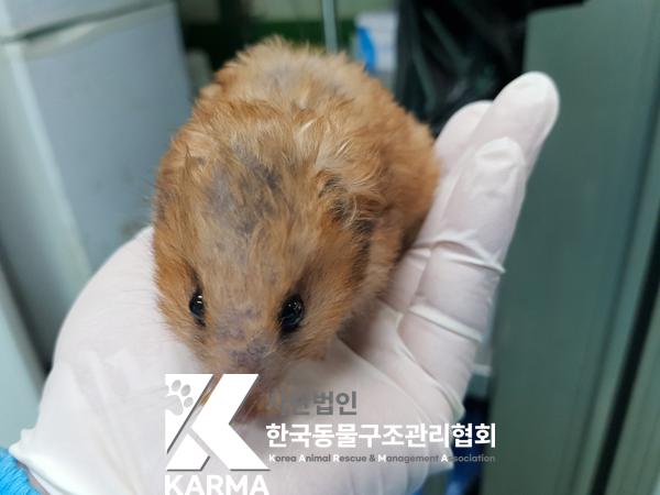 종료(자연사) 햄스…